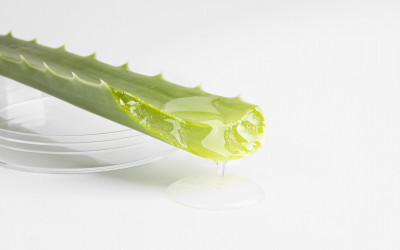 Aloe Vera - Proprieti, beneficii, utilizare, reete i mici secrete
