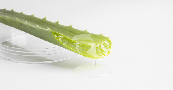 Aloe Vera - Proprieti, beneficii, utilizare, reete i mici secrete