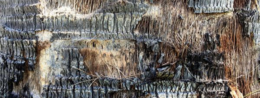 Ulei de palmier – pădure tropicală la farfurie Ulei de palmier – pădure tropicală la farfurie