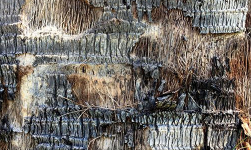 Ulei de palmier – pădure tropicală la farfurie